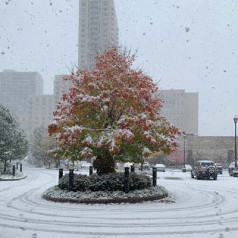 tree in snow