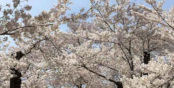 flowering trees